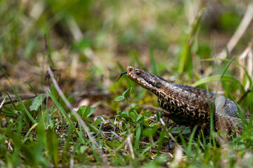 Common European Viper, Vipera berus, Bieszczady Mountains, Carpathians, Poland.