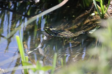the frog is swimming in the shallow pond, reflected on the water
