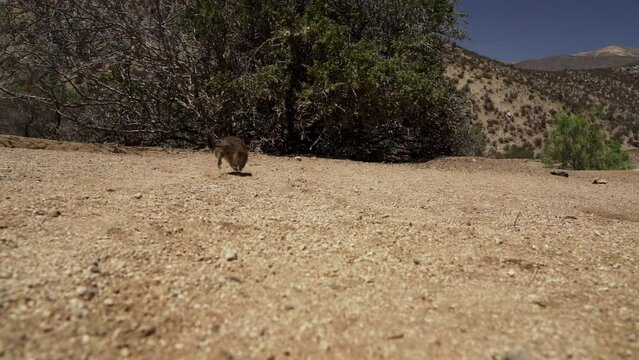 slow motion of cute little Degus, Octodon, rodents native to South America. Group of Degu sitting at their den in the arid landscape of the atacama desert in Chile at chinchilla sanctuary.