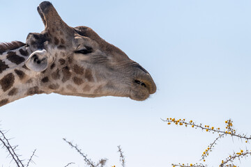 Close-up of an angolean Giraffe, eating berries from a tree in Etosha National Park.