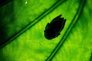 close up of a green leaf