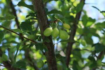 Racimo de ciruelas verdes en crecimiento