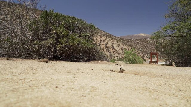 slow motion of cute little Degus, Octodon, rodents native to South America. Group of Degu sitting at their den in the arid landscape of the atacama desert in Chile at chinchilla sanctuary.