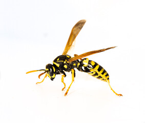 Fototapeta premium Feldwespe (Polistes)