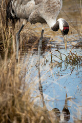 Grua Europea a  la llacuna de Gallocanta