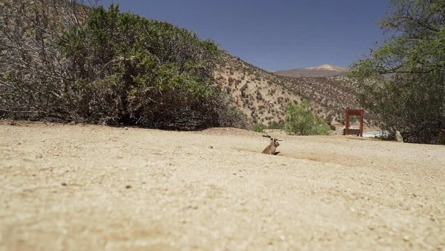 slow motion of cute little Degus, Octodon, rodents native to South America. Group of Degu sitting at their den in the arid landscape of the atacama desert in Chile at chinchilla sanctuary.
