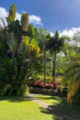 Lush Tropical Garden on the Caribbean Island of St Kitts