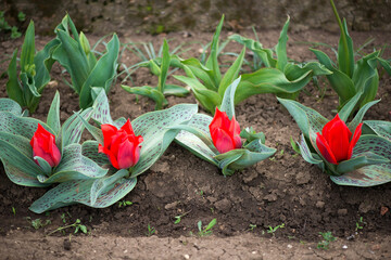 Blooming Greigii Princess Charmante Tulips in a spring garden. Selective focus.