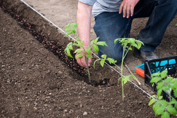 Close up of gardener's hands planting a tomato seedling in the vegetable garden - selective focus