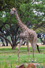 Naklejka na ściany i meble A giraffe in a nature reserve in Zimbabwe