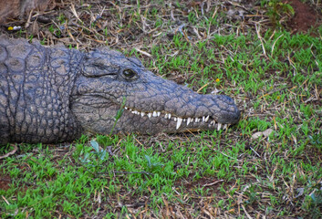 A nile crocodile in a wildlife sanctuary in Zimbabwe