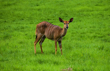 A female nyala antelope in a nature reserve in Zimbabwe