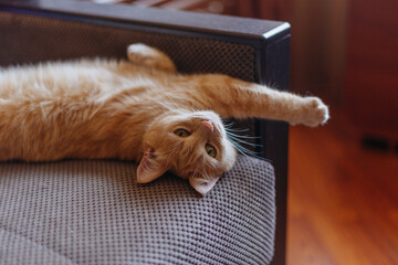 red cat lies stretched out its paws on the couch