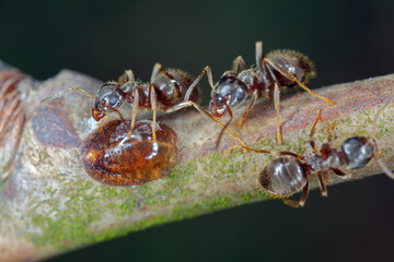 Honeydew-collecting ants from European fruit lecanium, brown scale or european fruit lecanium scale (Parthenolecanium corni) An important pest of fruit trees in orchards and gardens. 