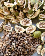 Castanhas do Maranhão ou munguba, castanhola, originária da América Central.
