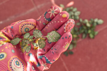 Hand with pink gardening glove is holding leaves of the wild rose or rosehip bitten, eaten, pierced by caterpillar plague or green worms, blurred background with rest of leaves on the ground. 