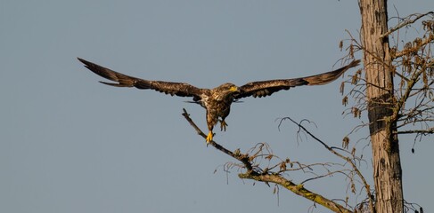 Outdoor wildlife scene featuring a steppe eagle wings spread on a tree branch in its natural habitat