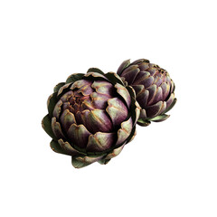 Artichoke fresh violet vegetable plant cutout close-up, raw food organic diet concept, clipping path