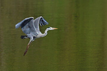 heron in flight