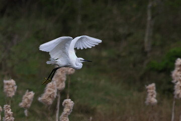 flight of the little egret