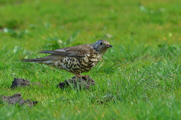 mistle on a mole hill