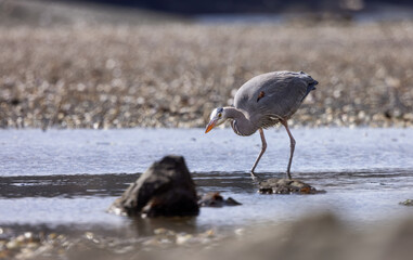 Heron standing in water fishing for food. Pipers Lagoon Park, Nanaimo, Vancouver Island, British Columbia, Canada.