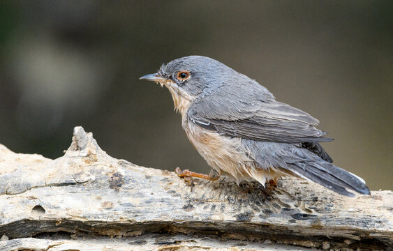 Western Subalpine Warbler Perching On A Dead Branch