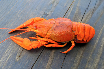 Red boiled crayfish on a gray wood background close-up blurred background