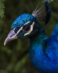 portrait of a peacock