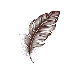 Vintage illustration of a feather. an old-school drawing of a bird feather. Aesthetic retro logo of a quill isolated on white background. vector sketch.