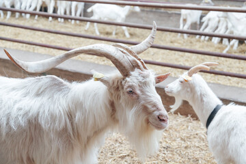 Fototapeta premium Dominator Male Goat with large Horns and Goat Female in on Livestock Dairy Farm