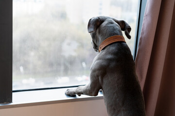 young gray pit bull, muzzle close-up, copy space, pet looking into the camera