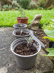 Plants in pots lined up in a UK garden.