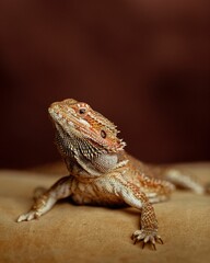 bearded dragon lizard