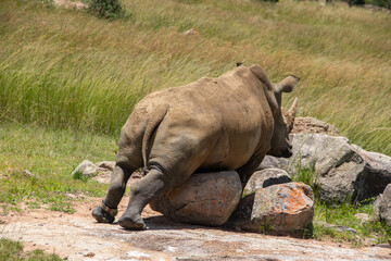 Obraz premium White Rhino or square-lipped rhinoceros (Ceratotherium simum) in Imire Rhino & Wildlife Conservancy, Zimbabwe