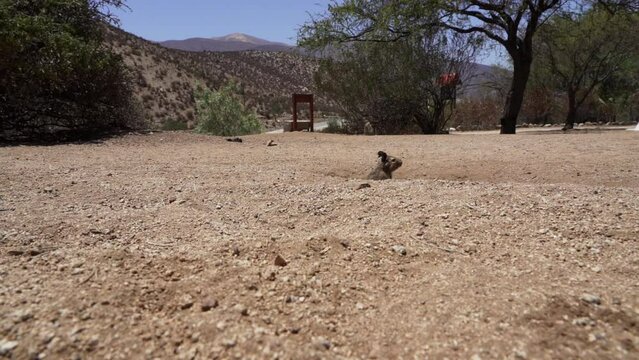 slow motion of cute little Degus, Octodon, rodents native to South America. Group of Degu sitting at their den in the arid landscape of the atacama desert in Chile at chinchilla sanctuary.