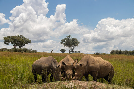 White Rhino or square-lipped rhinoceros (Ceratotherium simum) in Imire Rhino & Wildlife Conservancy, Zimbabwe