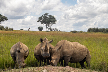 Obraz premium White Rhino or square-lipped rhinoceros (Ceratotherium simum) in Imire Rhino & Wildlife Conservancy, Zimbabwe