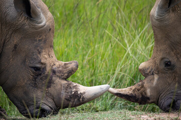 Obraz premium White Rhino or square-lipped rhinoceros (Ceratotherium simum) in Imire Rhino & Wildlife Conservancy, Zimbabwe