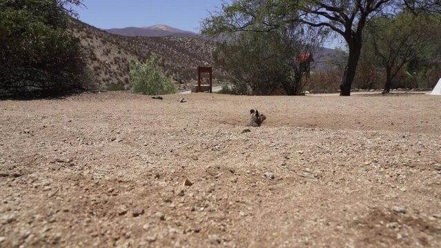 slow motion of cute little Degus, Octodon, rodents native to South America. Group of Degu sitting at their den in the arid landscape of the atacama desert in Chile at chinchilla sanctuary.