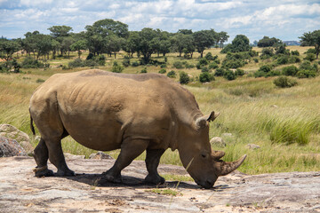 Fototapeta premium White Rhino or square-lipped rhinoceros (Ceratotherium simum) in Imire Rhino & Wildlife Conservancy, Zimbabwe