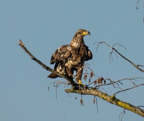 Outdoor wildlife scene featuring a steppe eagle on a tree branch in its natural habitat