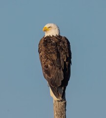 Outdoor wildlife scene featuring a bald eagle perched on a tree in its natural habitat