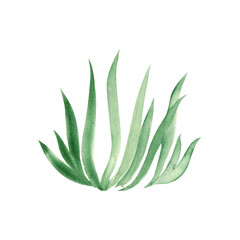 Watercolor green grass. Hand drawn illustration on white background. Ideal for floral background, graphics design.