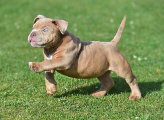 a puppy american bully dog in the park