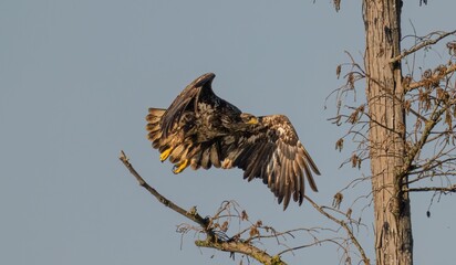 Outdoor wildlife scene featuring a steppe eagle wings spread on a tree branch in its natural habitat