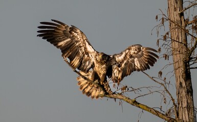 Outdoor wildlife scene featuring a steppe eagle wings spread on a tree branch in its natural habitat