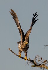 Outdoor wildlife scene featuring a steppe eagle wings spread on a tree branch in its natural habitat