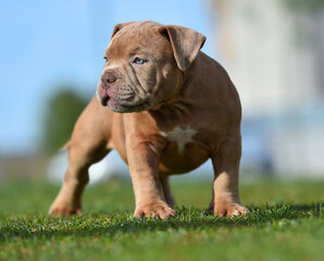 an american bully dog puppy