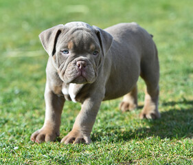 american bully in the park